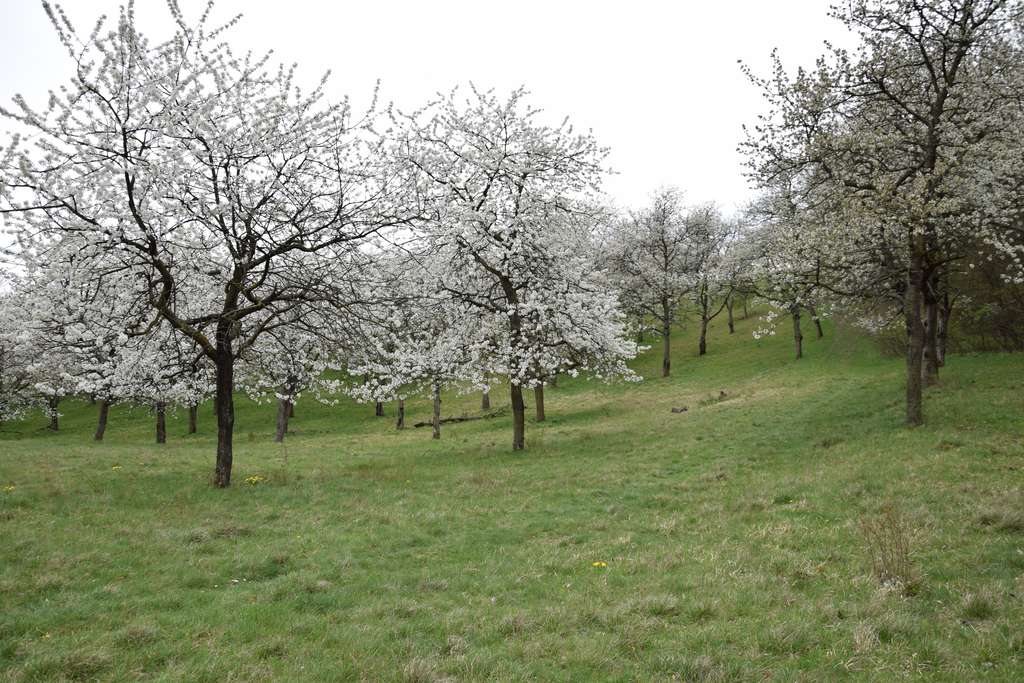 blühende Streuobstwiese