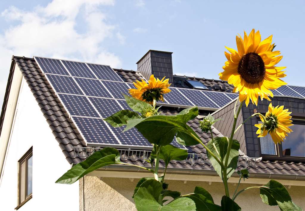 Solarzellen auf Hausdach hinter Sonnenblumen