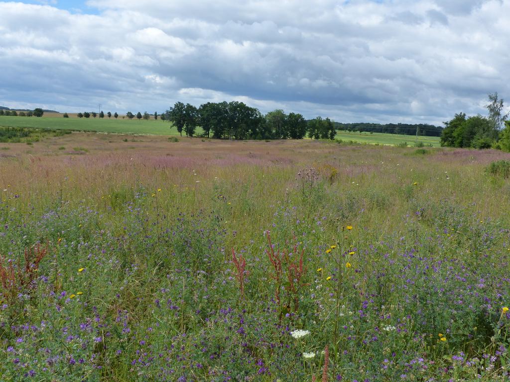 Klimawald 2016