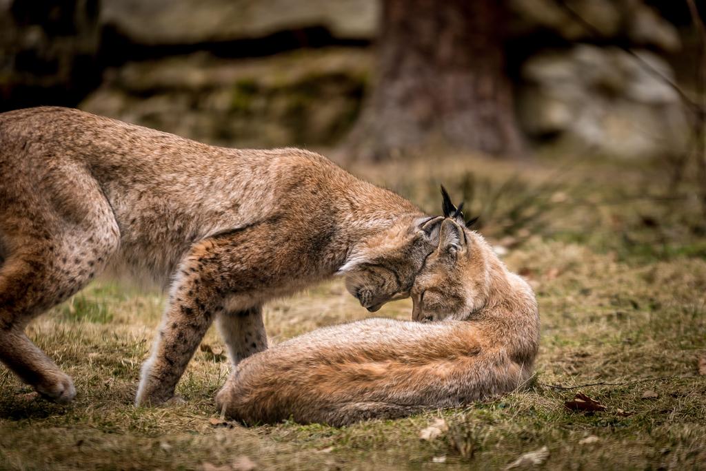 Luchse (Foto: Tom Braun, Verband Deutscher Naturparke).