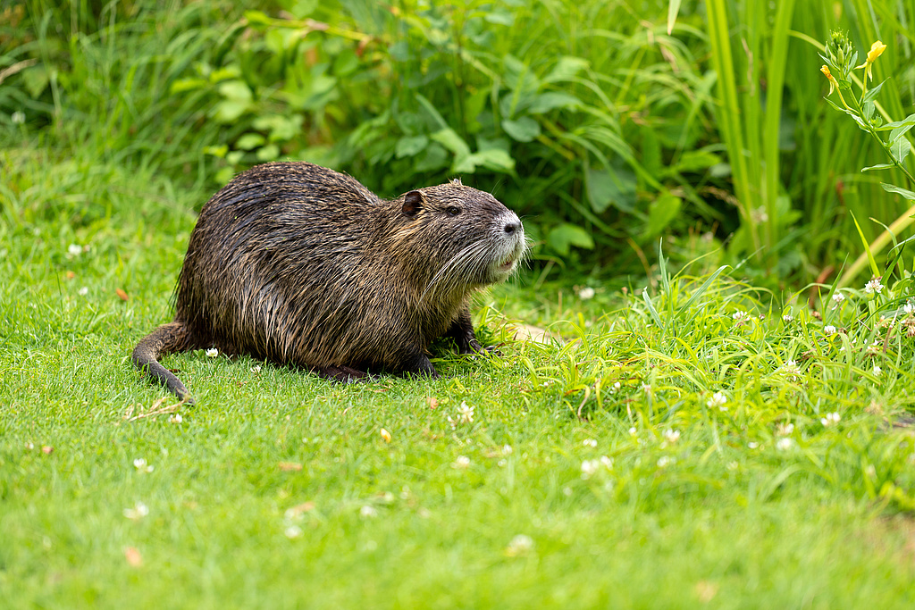 1562954618 Nutria