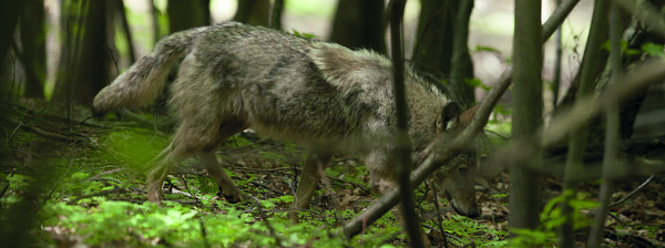 Wolf im Wald