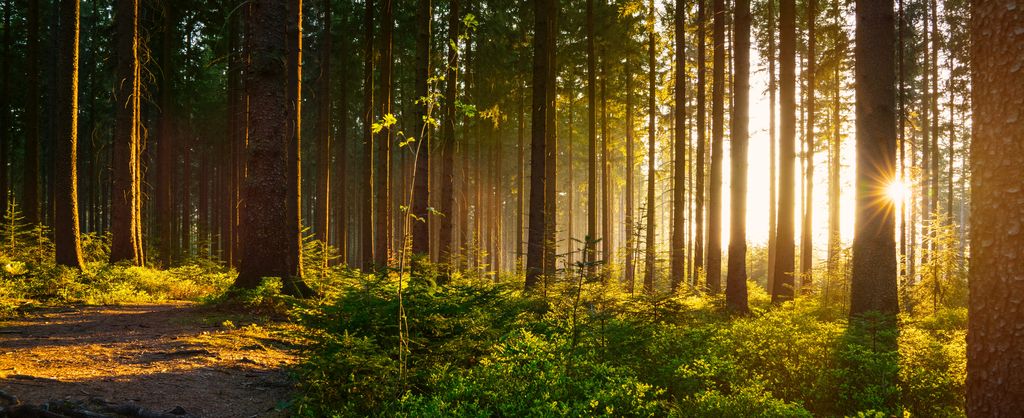 Sonne scheint durch Bäume im Wald, Foto: Adobe Stock/AA+W