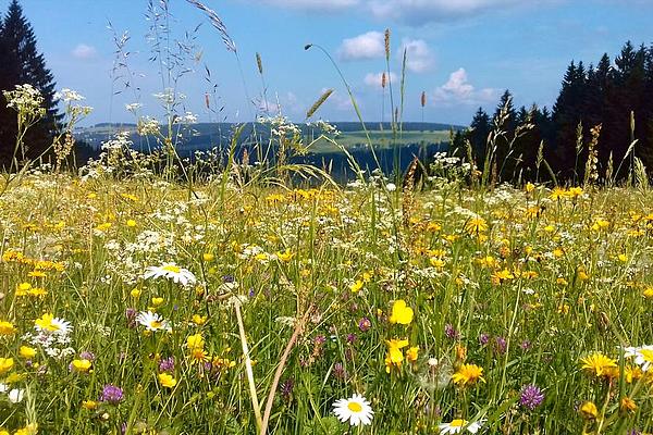 Bergwiese (© E. Tietz / Naturpark Thüringer Wald e. V.) Blühende Bergwiese