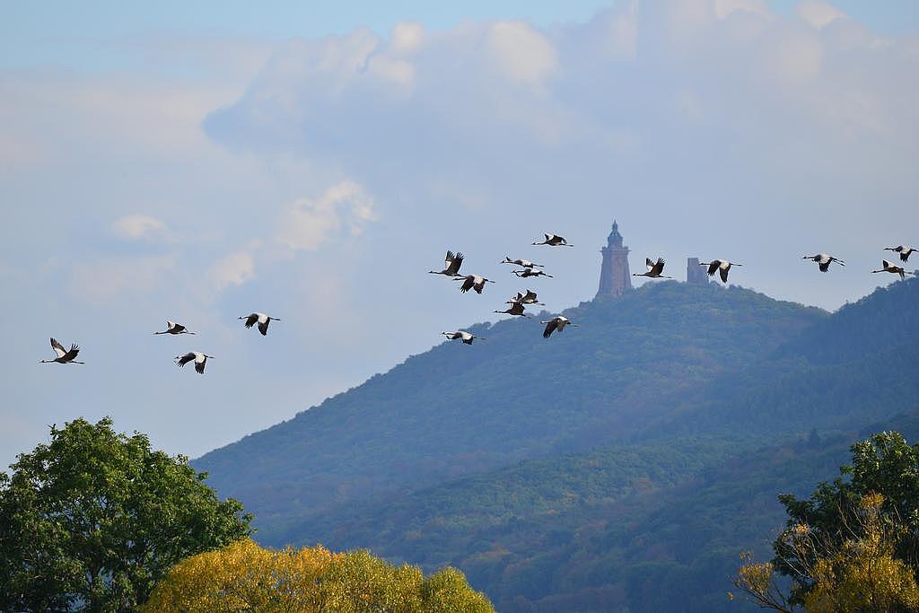 Kraniche vorm Kyffhäuserdenkmal (Foto: Heiko Kolbe).