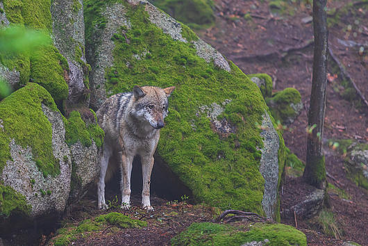 Wolf (Foto: Roman Bjuty/iStock). Wolf im Wald