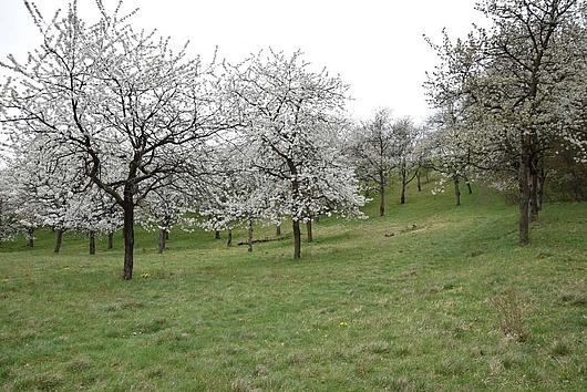 blühende Streuobstwiese