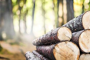Holzstapel