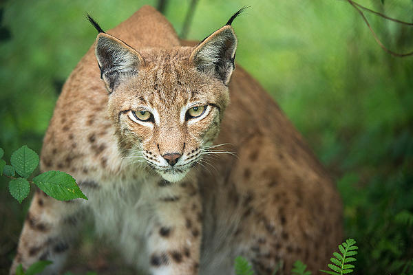 © Leo fokus-natur.de Ein Luchs blickt direkt in die Kamera