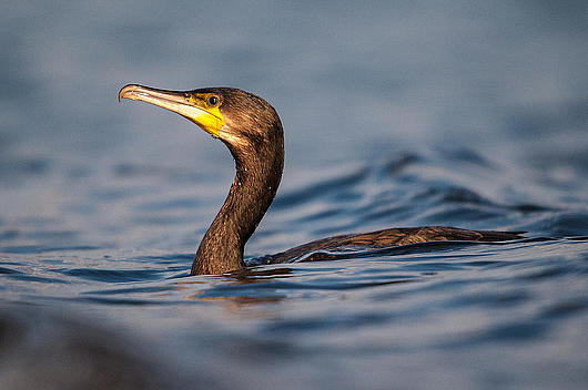 Kormoran im Wasser.