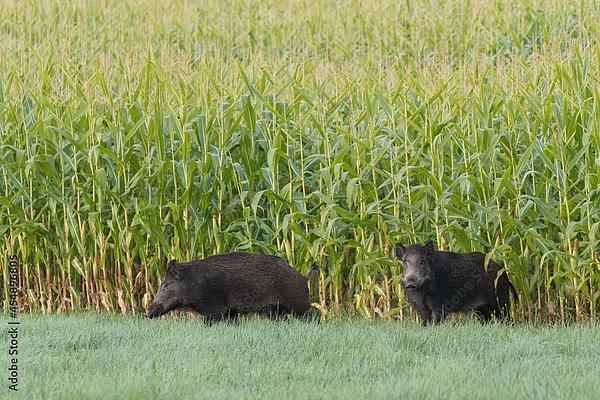 Zwei Wildschweine die aus einem Maisfeld laufen