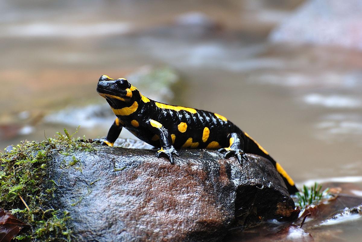 Feuersalamander (Foto: Siegfried Rath, Verband Deutscher Naturparke).