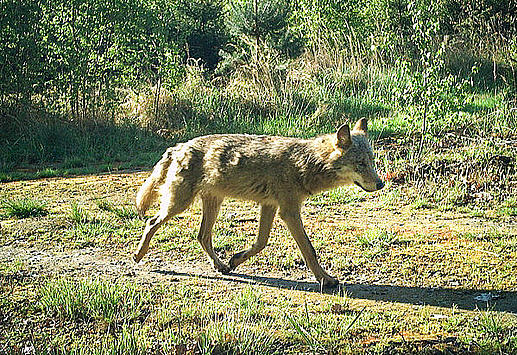 Wolf