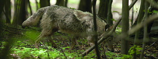 Wolf im Wald