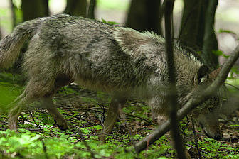 Wolf unterwegs im Wald