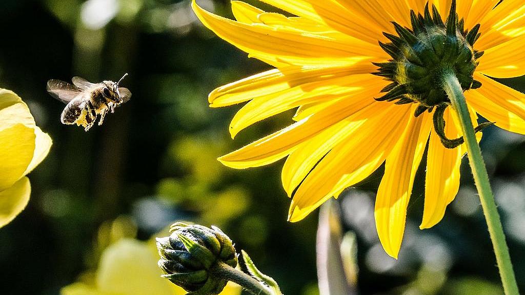 Biene im Anflug (© Pixabay) Biene im Anflug auf eine Blüte