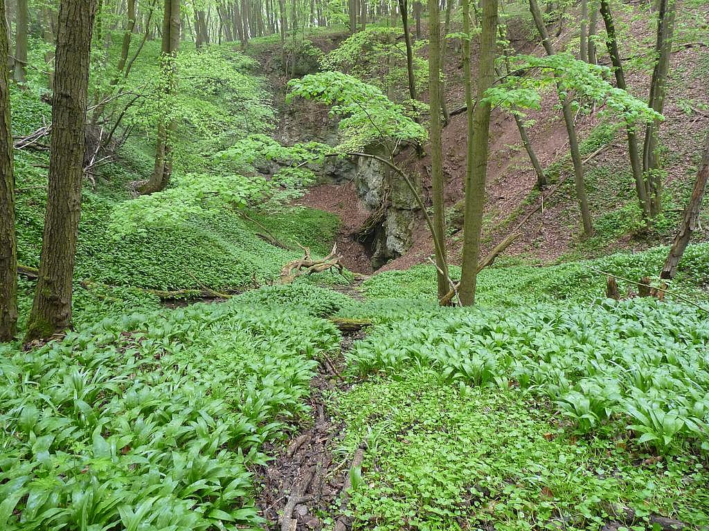 Reesberg-Doline am Karstwanderweg (Foto: Andre Richter). Reesberg-Doline am Karstwanderweg (Foto: Andre Richter).