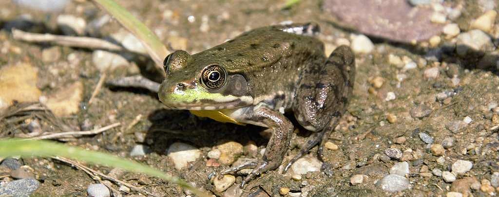 Amerikanischer Ochsenfrosch Ameriaknischer Ochsenfrosch