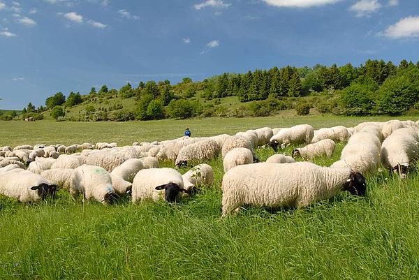 Weidende Schafe in der Rhön