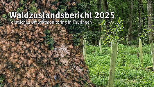 Waldzustandsbericht 2025