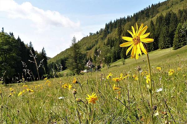 Bergwiese mit Arnika