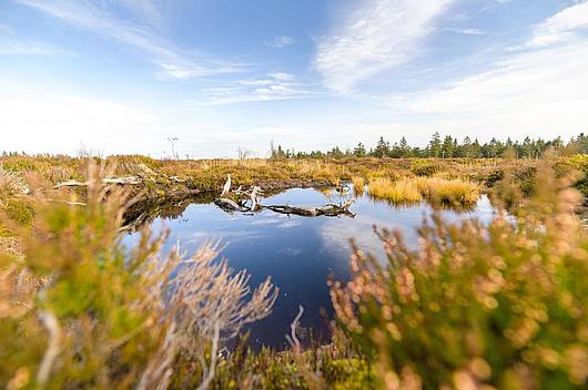 Die Moore im Biosphaerenreservat sind bis zu 4500 Jahre alt (Foto: Christopher Schmid). Die Moore im Biosphaerenreservat sind bis zu 4500 Jahre alt (Foto: Christopher Schmid).
