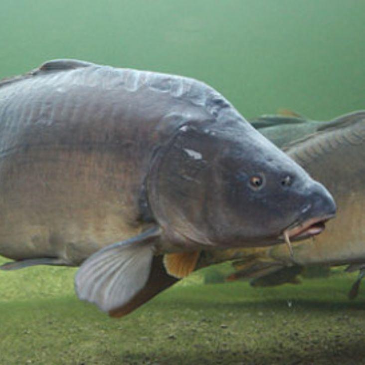 Karpfen schwimmt im Wasser.