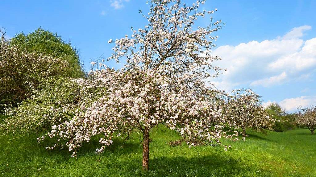 Streuobstwiese Streuobstwiese mit blühendem Obstbaum