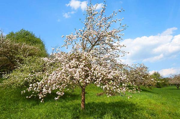 Streuobstwiese mit blühendem Obstbaum