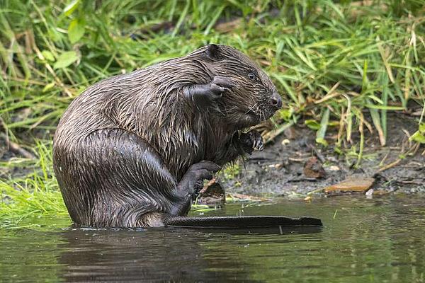 © Leo fokus-natur.de Biber am Ufer eines Gewässers