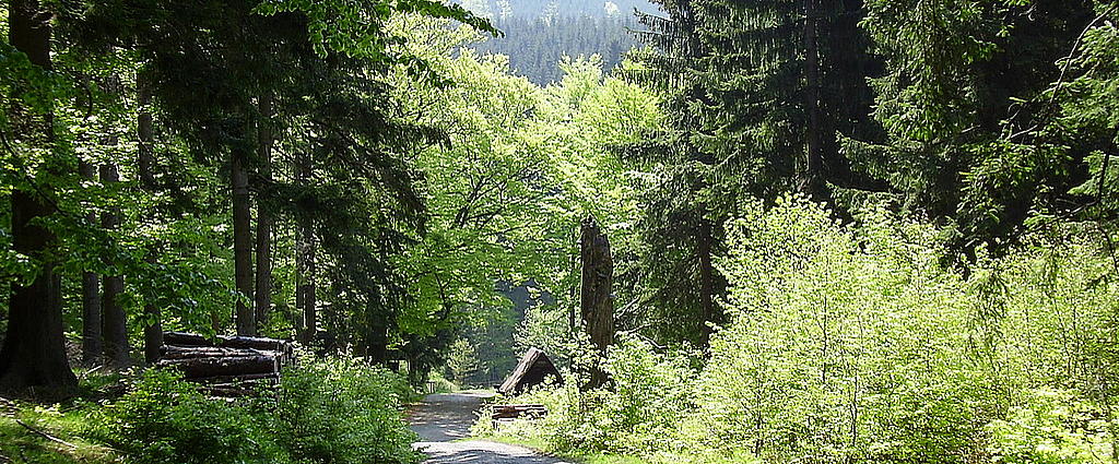 Waldweg mit Fernblick
