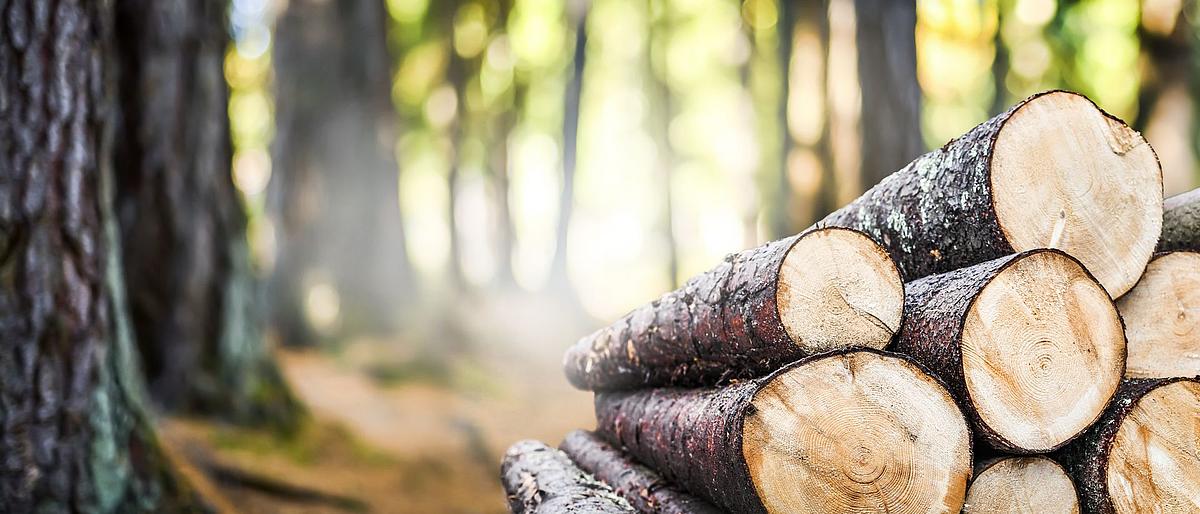 Waldweg mit gelagerten Baumstämmen, Foto: Adobe Stock