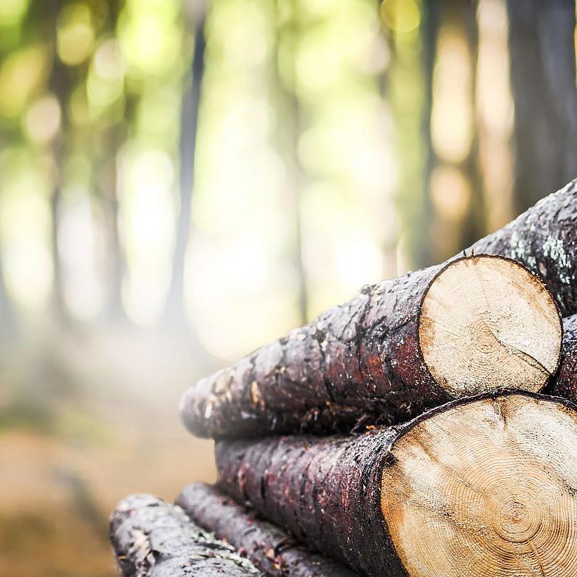 Waldweg mit gelagerten Baumstämmen